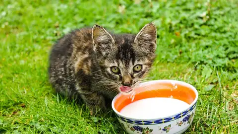 Gato leche Gato leche