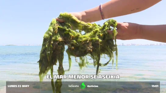 La 'sopa verde' que sigue asfixiando al Mar Menor: ¿cuáles son las previsiones para este verano? Desastre medioambiental
