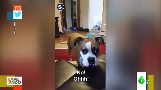 El tierno viral de un perro que implora a su dueña que le deje subirse al sofá El tierno viral de un perro que implora a su dueña que le deje subirse al sofá