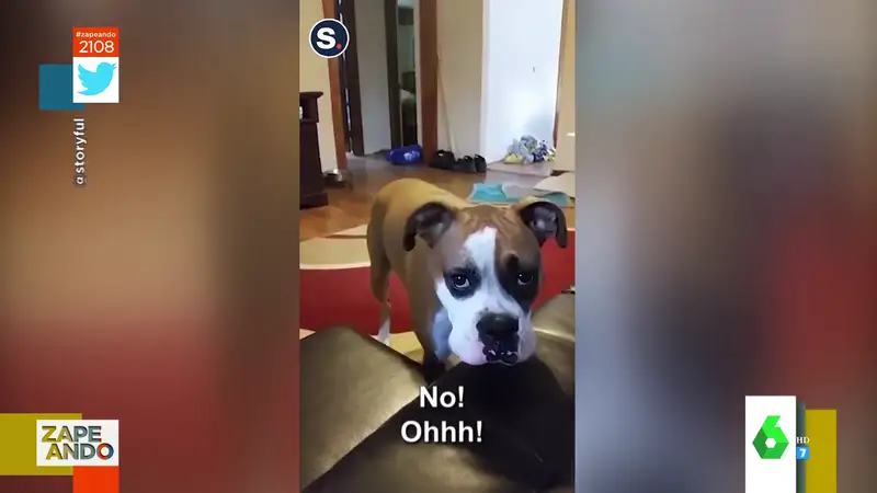 El tierno viral de un perro que implora a su dueña que le deje subirse al sofá 