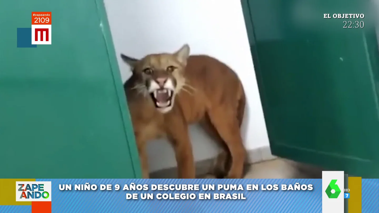 puma puma