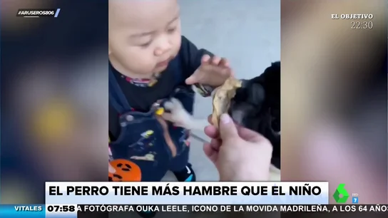 Perro ataca niño Perro ataca niño