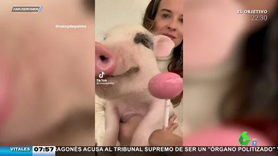 Cerdo chupachups Cerdo chupachups