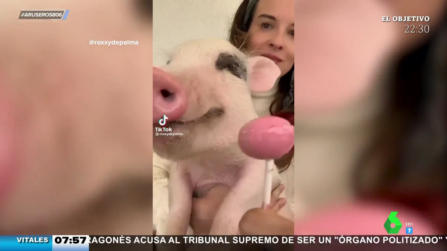Cerdo chupachups Cerdo chupachups