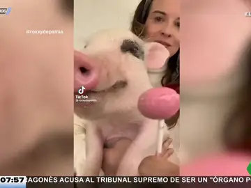 Cerdo chupachups