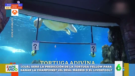 El vídeo de la tortuga Yellow en el que predice quién ganará la Champions: ¿elige al Liverpool o al Real Madrid? El vídeo de la tortuga Yellow en el que predice quién ganará la Champions: ¿elige al Liverpool o al Real Madrid?