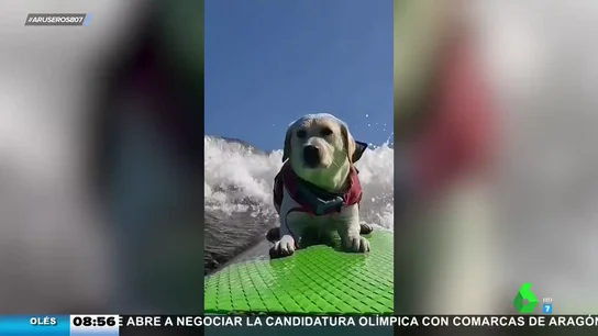 Perra surfera Perra surfera