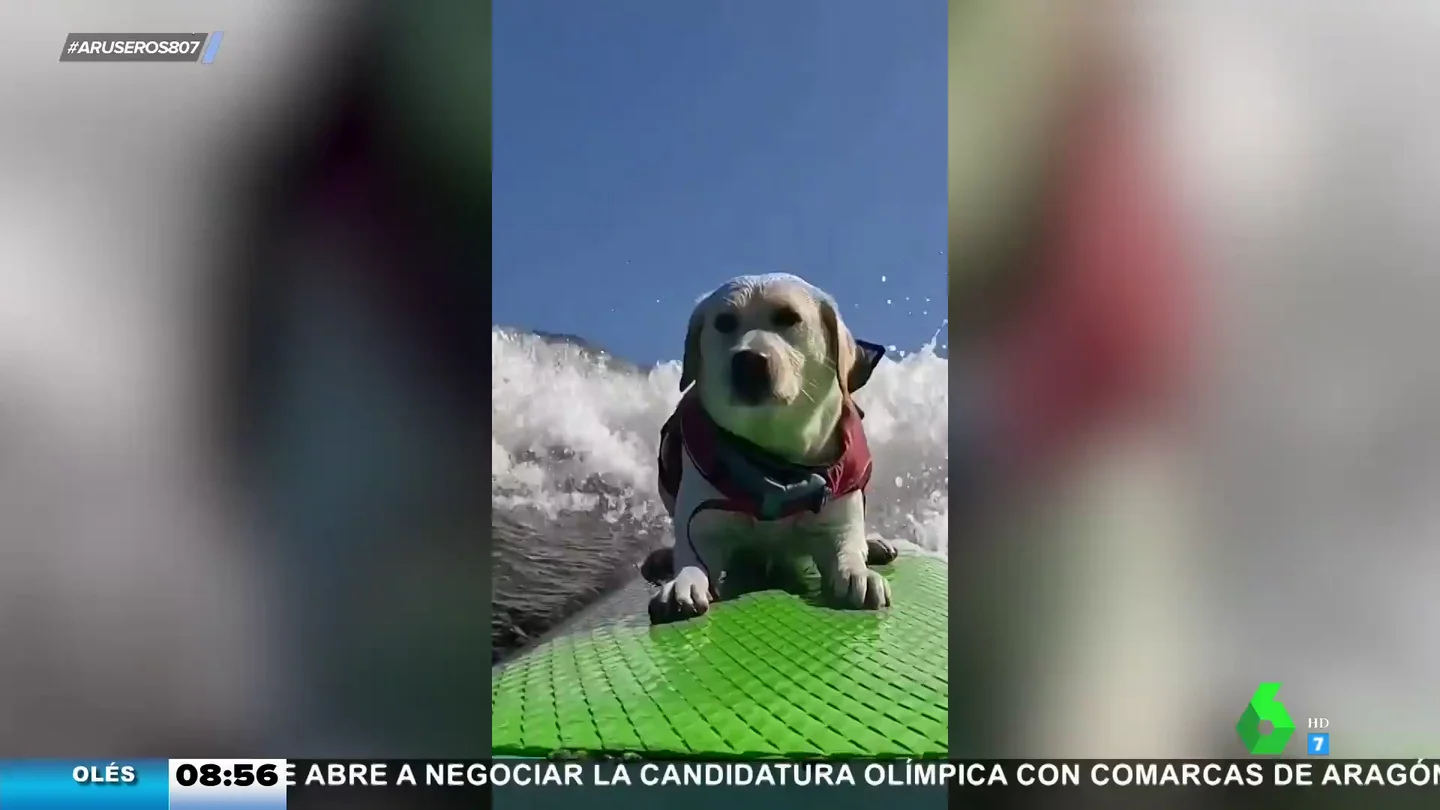 Perra surfera Perra surfera