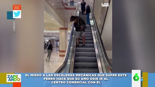 perro perro