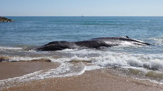 Muere una ballena de 25 toneladas varada en la costa de Valencia tras ser liberada días antes en Mallorca Muere una ballena de 25 toneladas varada en la costa de Valencia tras ser liberada días antes en Mallorca