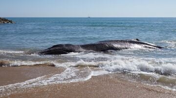 Muere una ballena de 25 toneladas varada en la costa de Valencia tras ser liberada días antes en Mallorca
