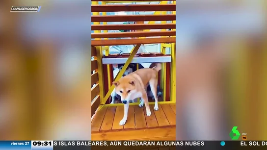 Casa lujo perros Casa lujo perros