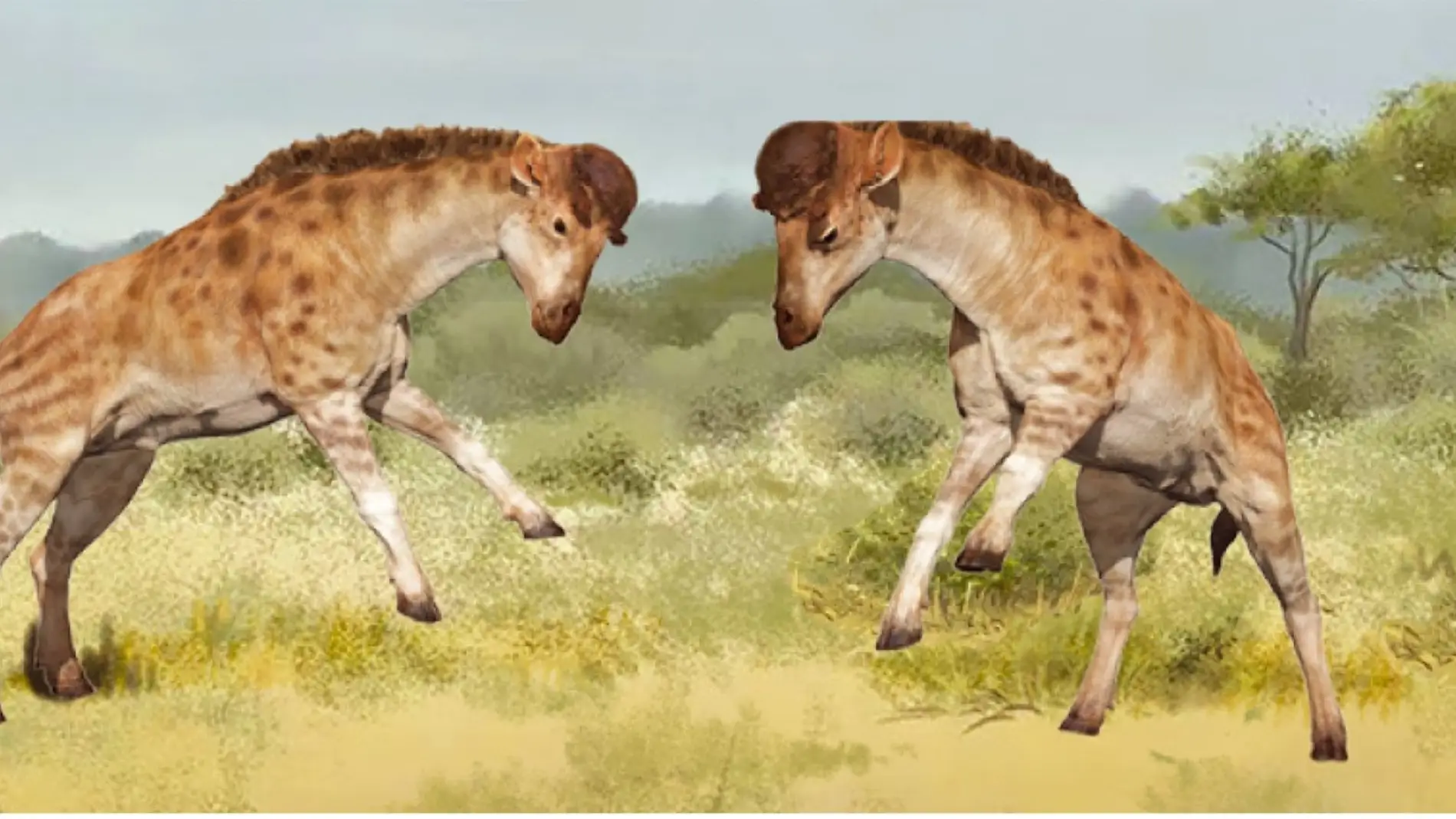 La competencia sexual contribuyo a la evolucion del cuello de las jirafas