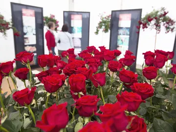¿Sabes dónde se celebra la Feria de la Rosa del 16 al 19 de junio? ¿Sabes dónde se celebra la Feria de la Rosa del 16 al 19 de junio?