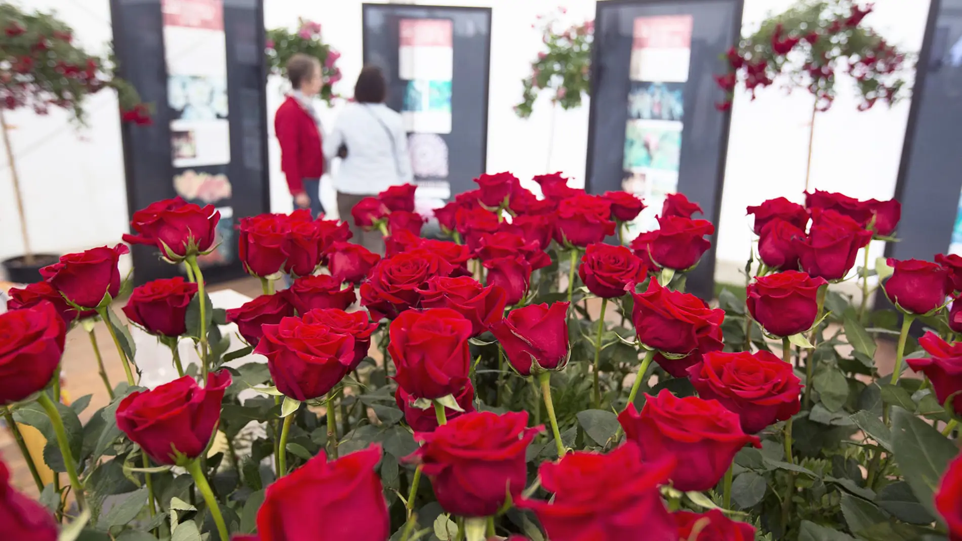 ¿Sabes dónde se celebra la Feria de la Rosa del 16 al 19 de junio?