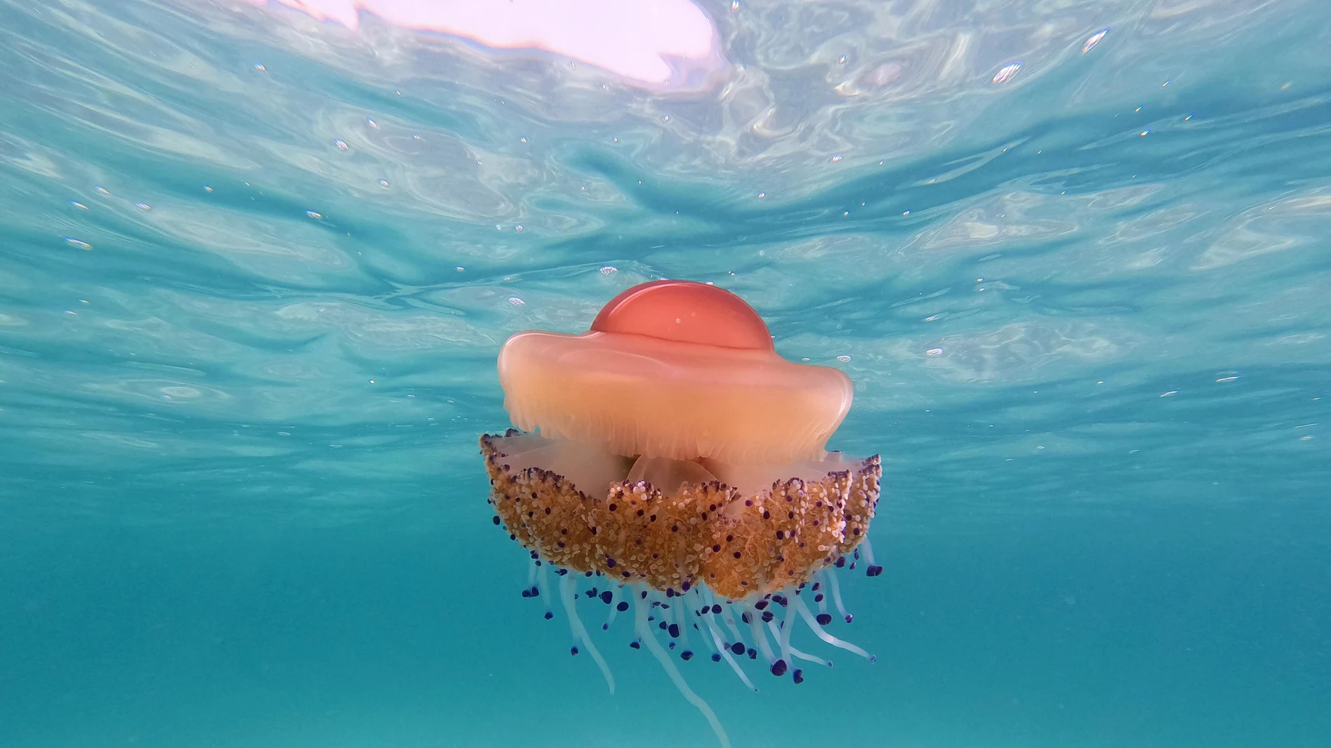 Qué hacer en caso de picadura de medusa