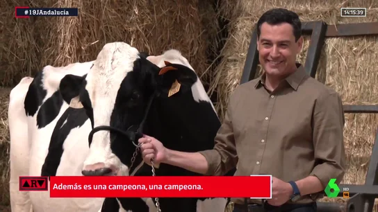 Juanma Moreno visita a su "vaca talismán" Juanma Moreno visita a su "vaca talismán"