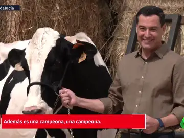 Juanma Moreno visita a su &quot;vaca talismán&quot;