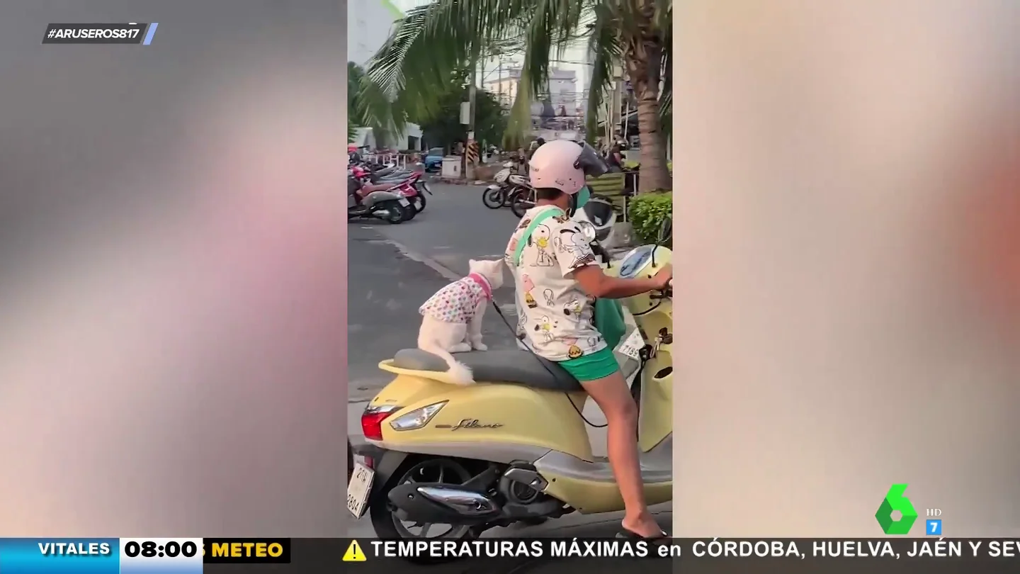 gato moto gato moto