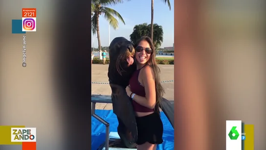 La divertida pose de un león marino sacando la lengua que conquista las redes sociales La divertida pose de un león marino sacando la lengua que conquista las redes sociales