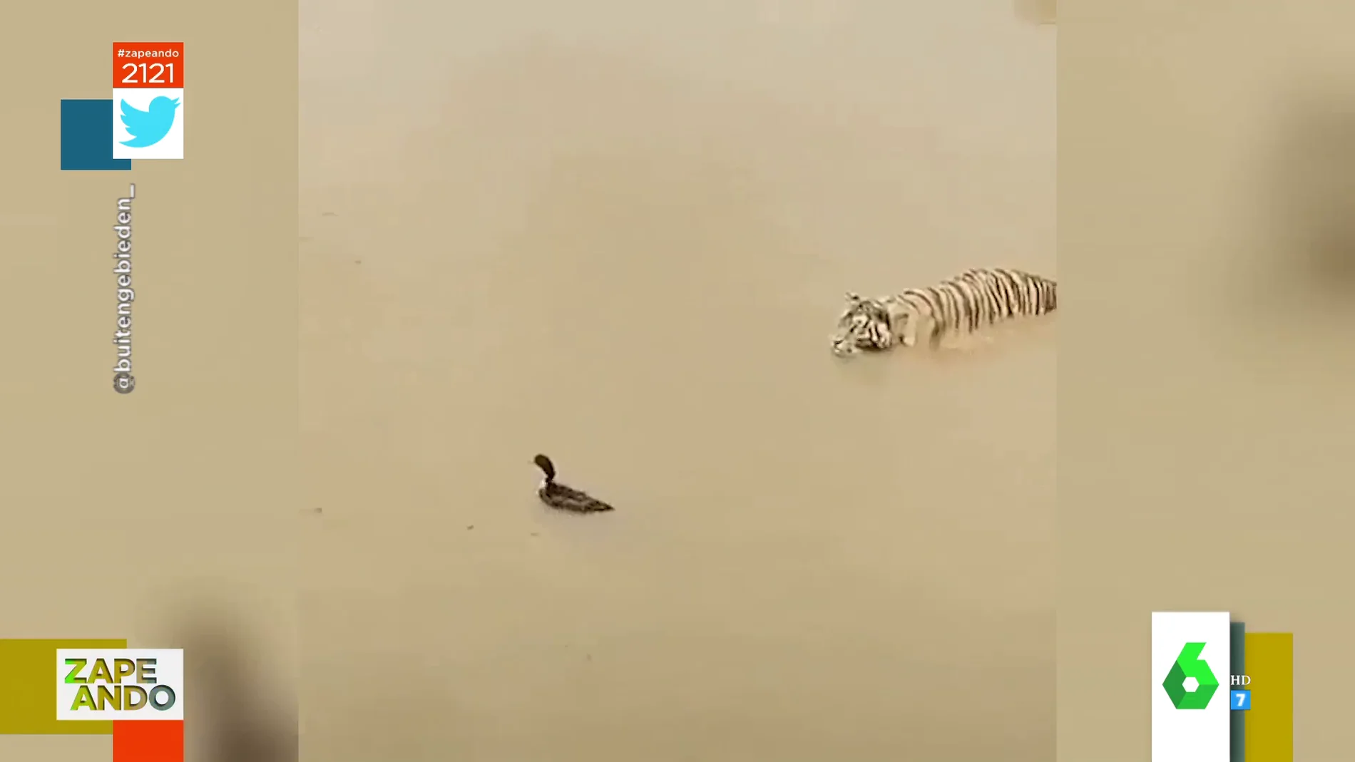 La cómica 'vacilada' de un pato a un tigre cuando intentaba cazarlo