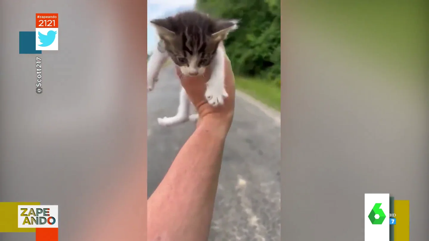 La sorpresa de un hombre cuando va a recoger a un gatito abandonado en la carretera y ¡le sale una camada entera! La sorpresa de un hombre cuando va a recoger a un gatito abandonado en la carretera y ¡le sale una camada entera!