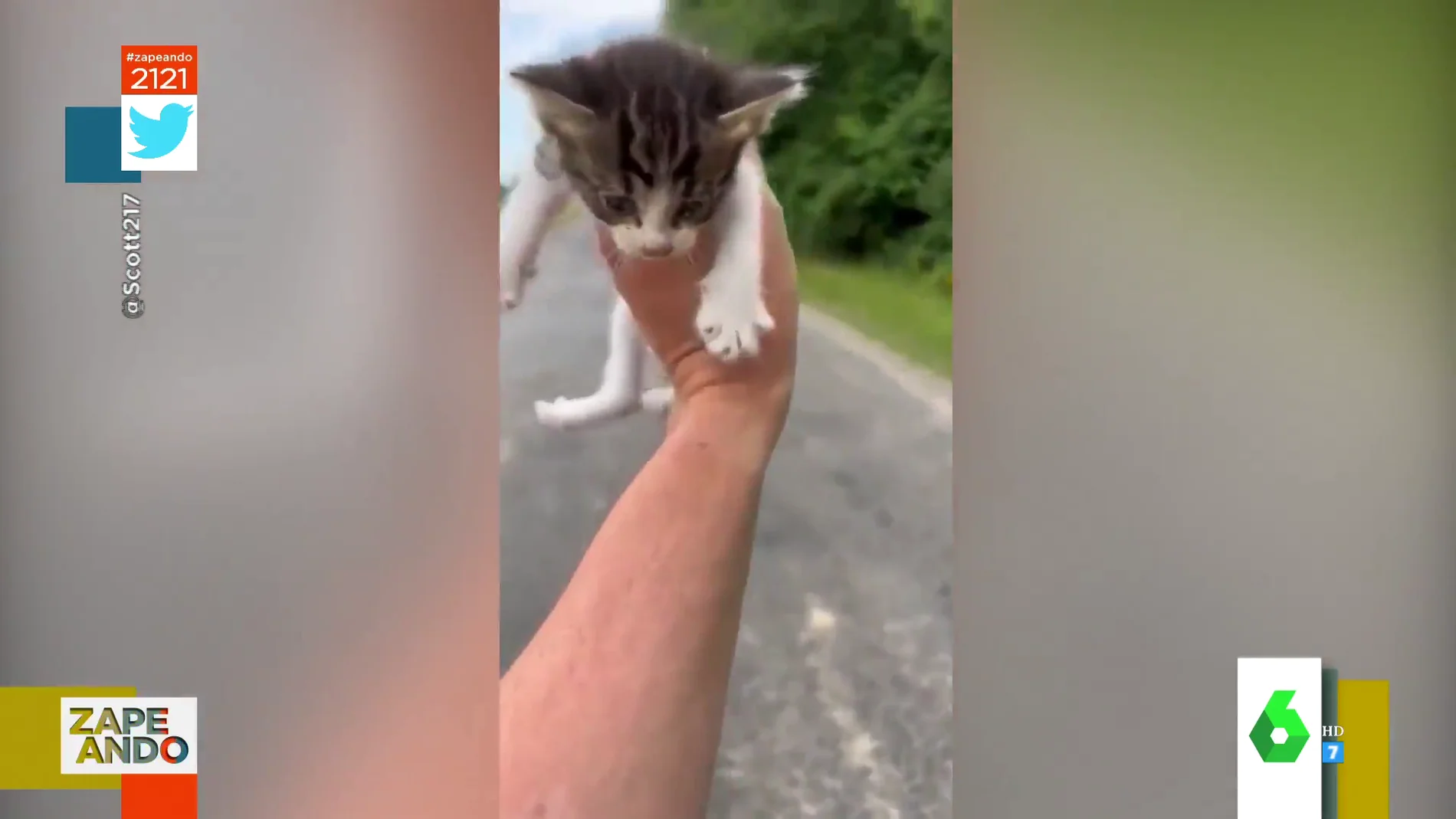 La sorpresa de un hombre cuando va a recoger a un gatito abandonado en la carretera y ¡le sale una camada entera! 