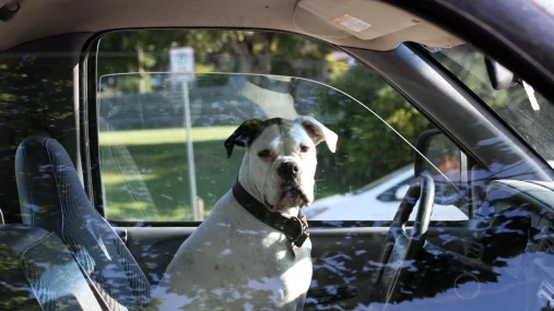 La advertencia de PETA sobre el peligro de dejar a tu mascota en el coche: "Cuatro perros fueron cocinados vivos"