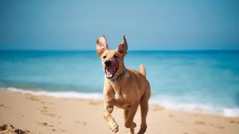 Perro en la playa Perro en la playa
