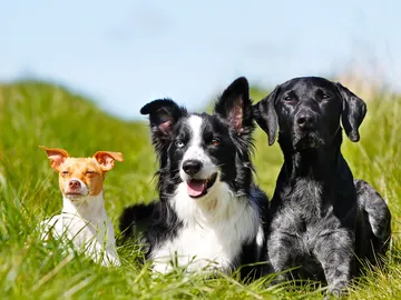 Perros en el campo Perros en el campo