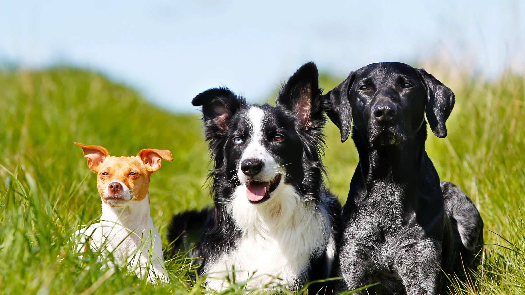 Perros en el campo