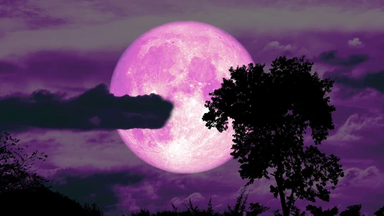 Luna de fresa de color rosa Luna de fresa de color rosa