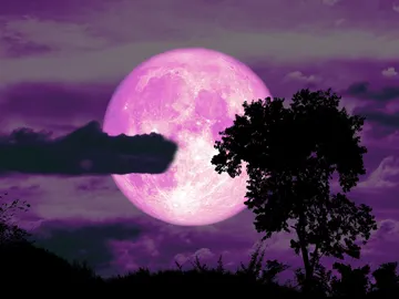 Luna de fresa de color rosa Luna de fresa de color rosa