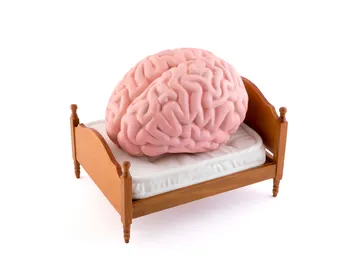Cerebro en la cama Cerebro en la cama