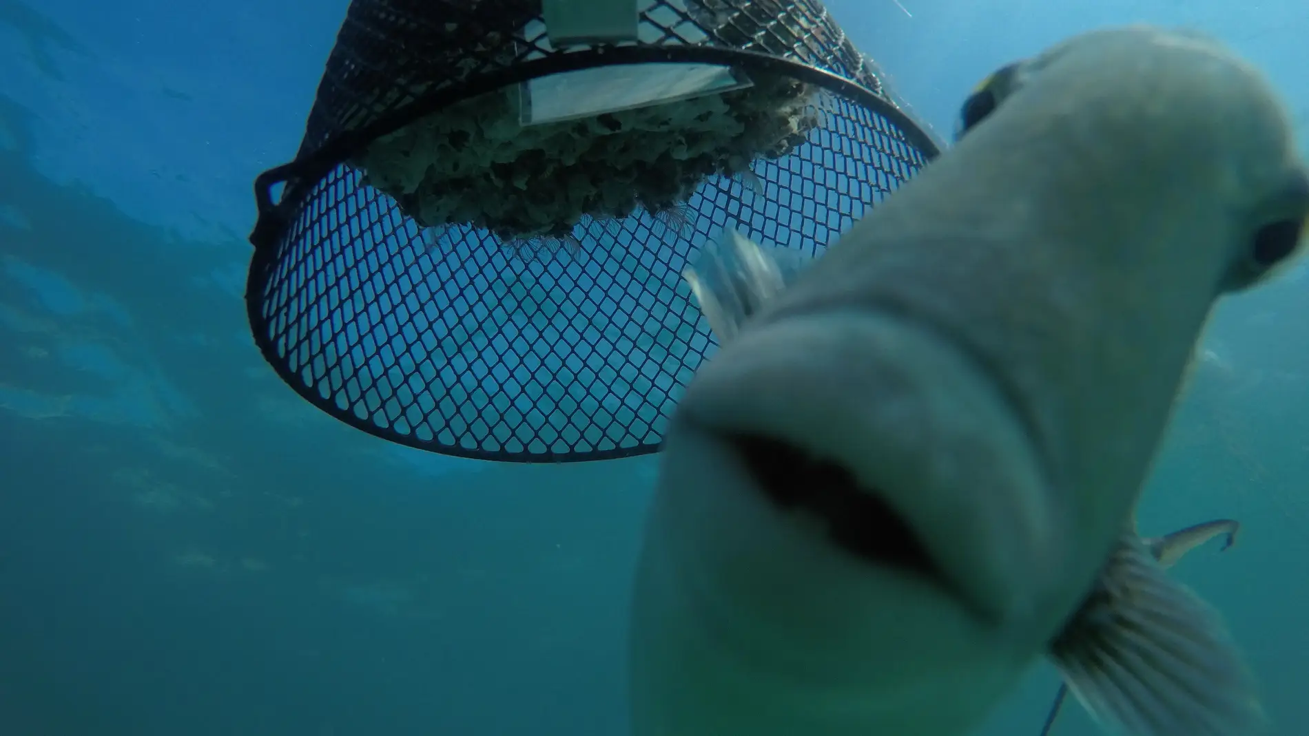 Los peces son mas depredadores en los mares calidos