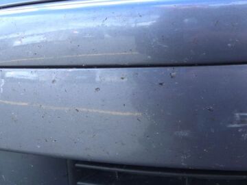 Mosquitos en la carrocería de un coche