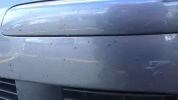 Mosquitos en la carrocería de un coche