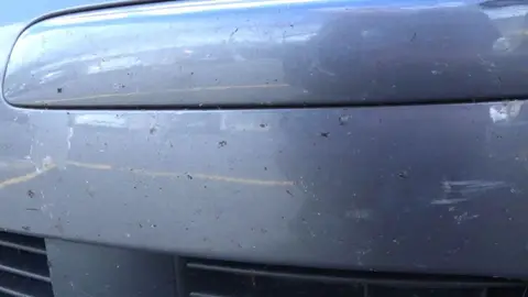 Mosquitos en la carrocería de un coche Mosquitos en la carrocería de un coche
