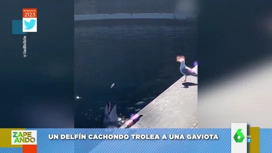 delfin delfin