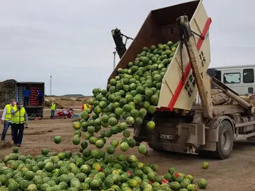 Productores agrícolas de Almería desechan 150 toneladas de melón y sandía apta para el consumo en el campo de Níjar por los bajos precios.