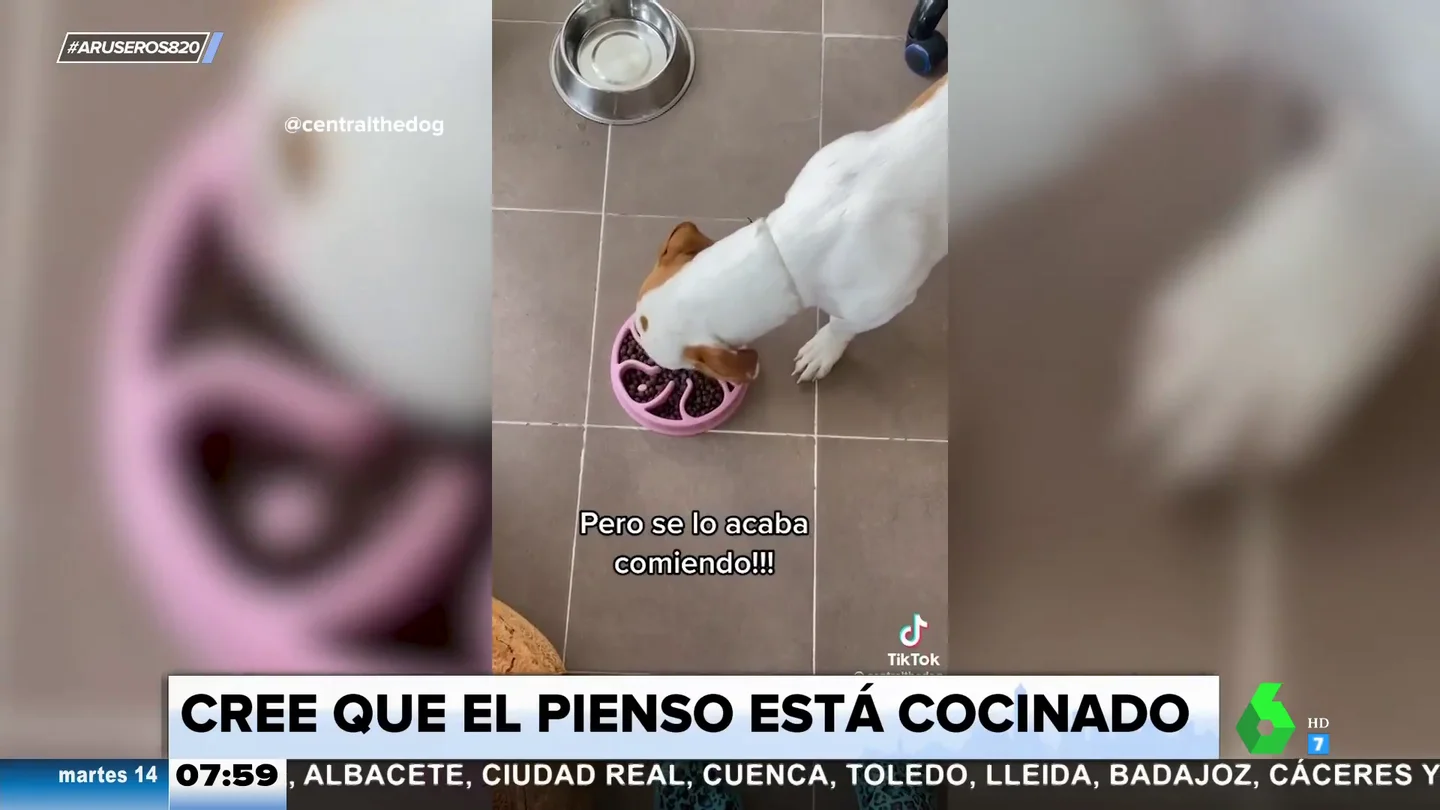 Truco perro Truco perro