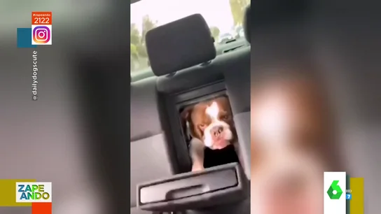 Perro en el maletero Perro en el maletero