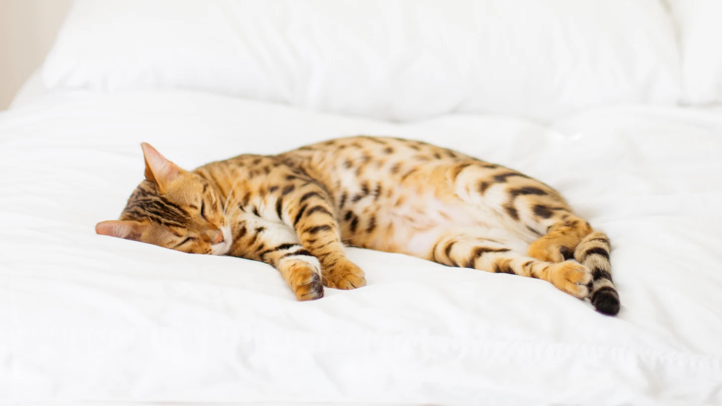 Un gato duerme en una cama Gato, dormir