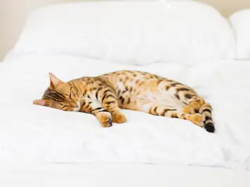 Un gato duerme en una cama