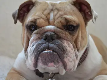 bulldog inglés bulldog inglés