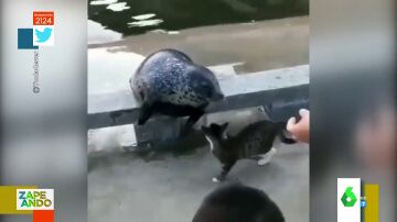 Vídeo viral de gato y foca pegándose