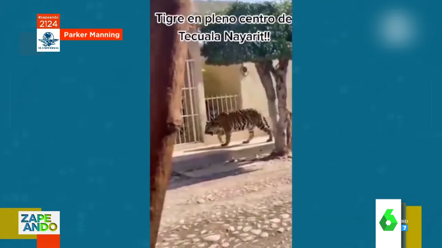 tigre tigre