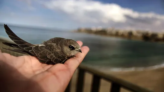 Imagen de archivo de un vencejo. Imagen de archivo de un vencejo.