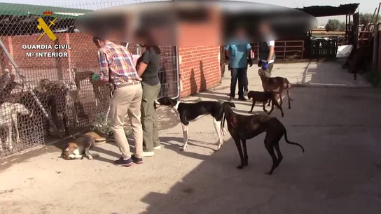 Guardia Civil rescata animales Guardia Civil rescata animales