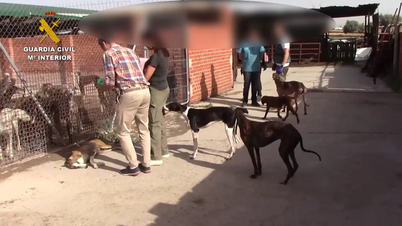 Guardia Civil rescata animales 